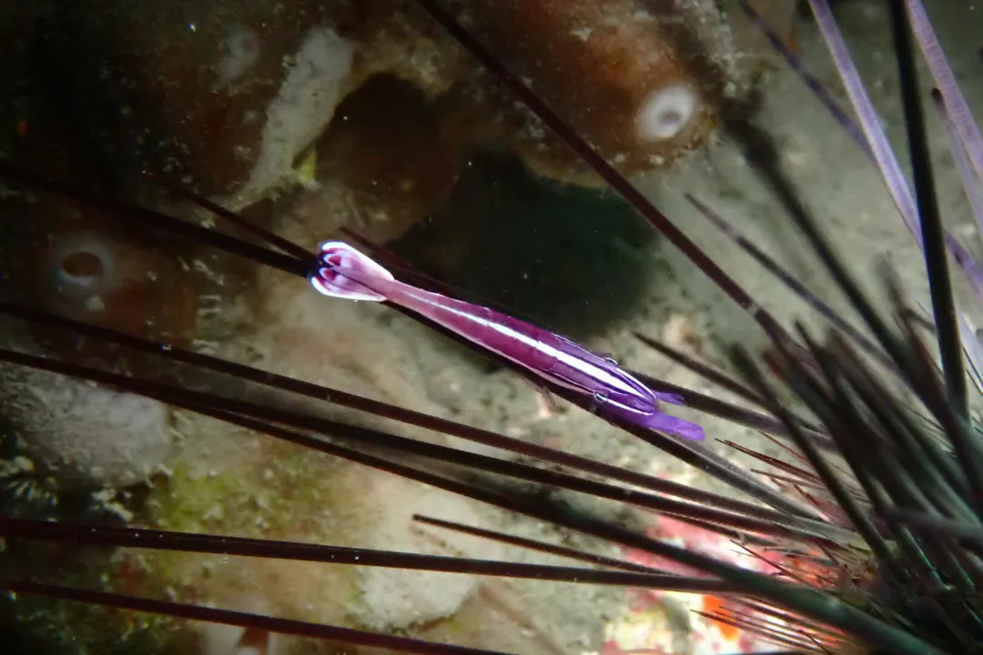 Whitestripe Urchin Shrimp (Stegopontonia commensalis)