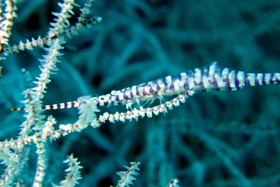 Banded Tozeuma Shrimp