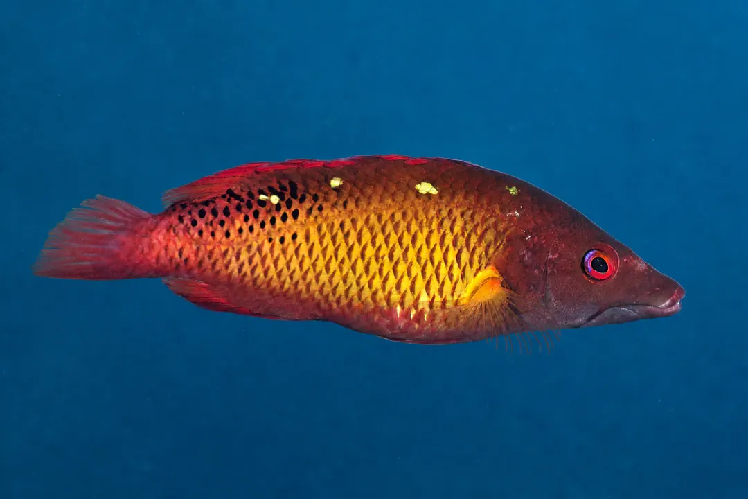 Diana's Hogfish (Bodianus diana)