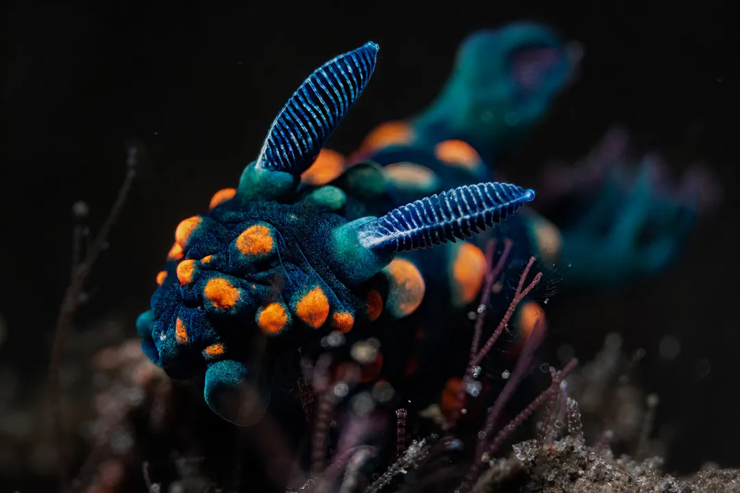 Crested Nembrotha (orange)