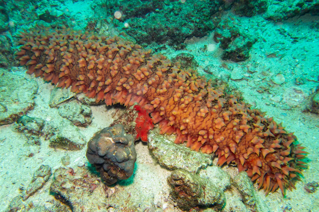 Pineapple Sea Cucumber (Thelenota ananas)
