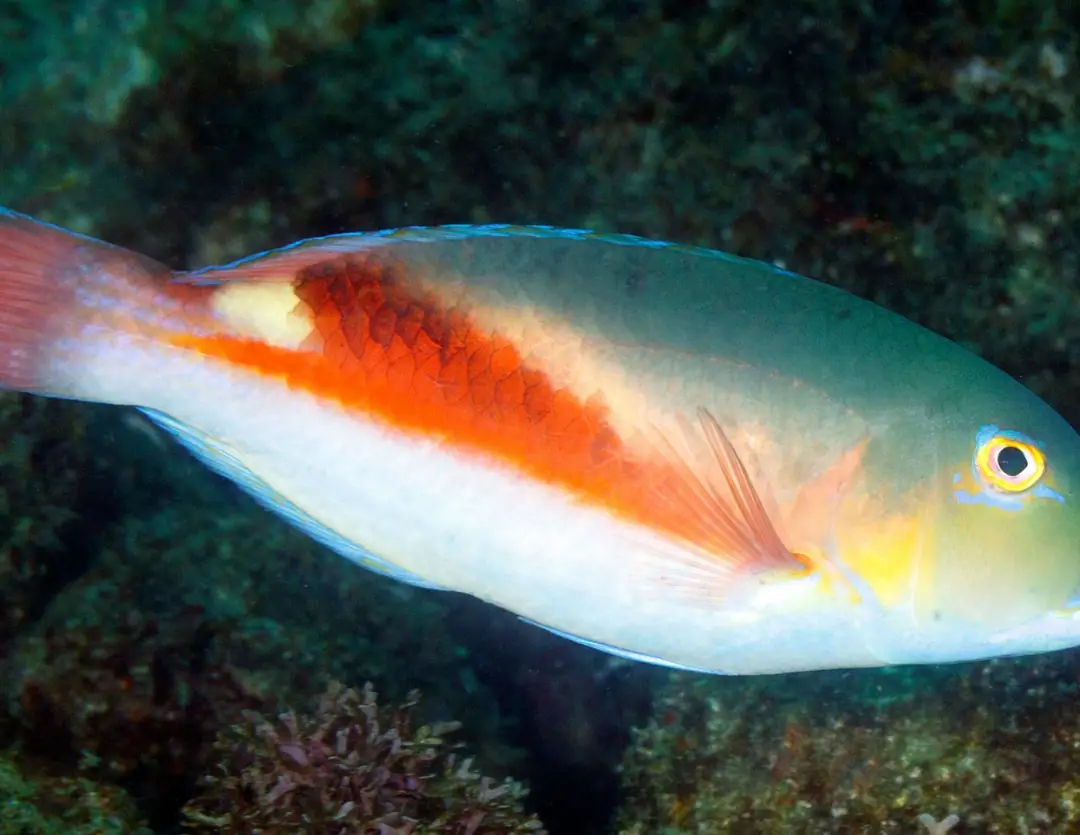 Seabook: Eyebrow Tuskfish