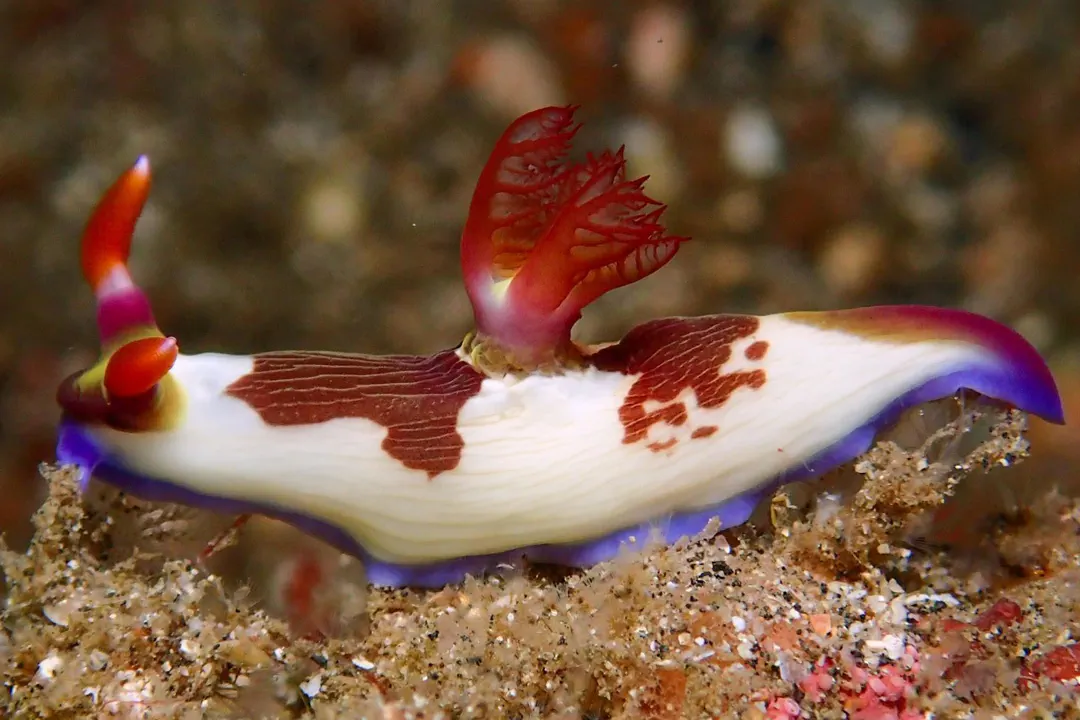 Purple-lined Nembrotha (Nembrotha purpureolineata)