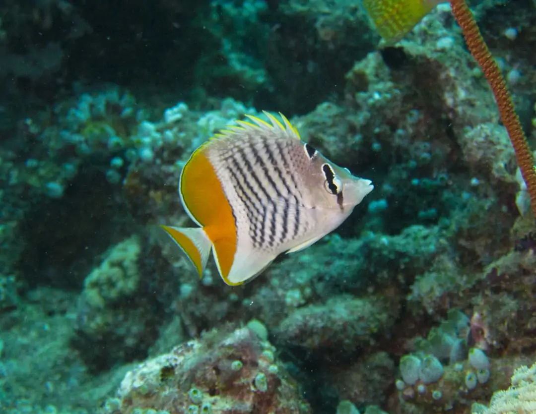 Seabook: Seychelles Butterflyfish