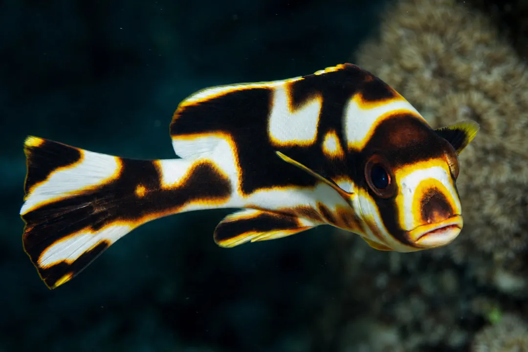 Indian Ocean Oriental Sweetlips (juvenile) (Plectorhinchus vittatus)