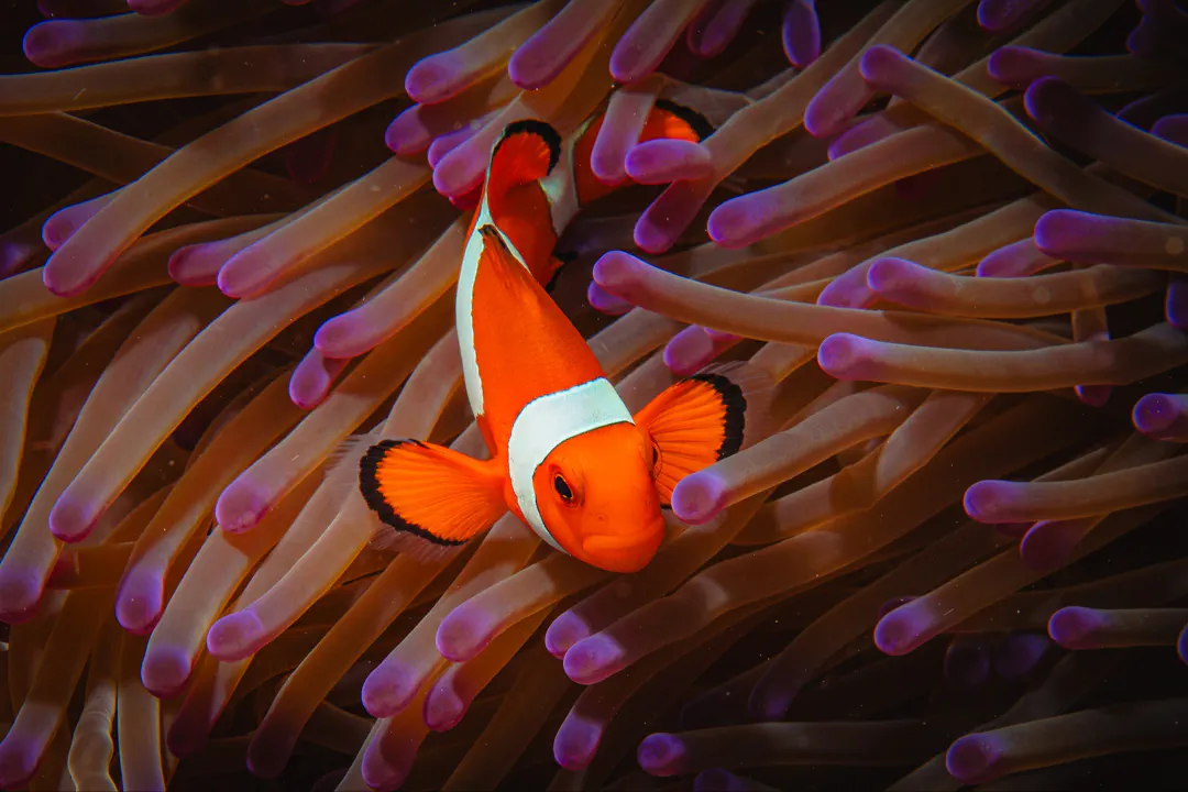 Clown Anemonefish