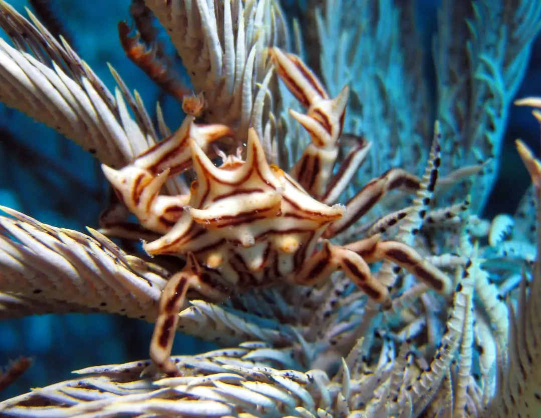 Seabook: Thorny Crinoid Crab