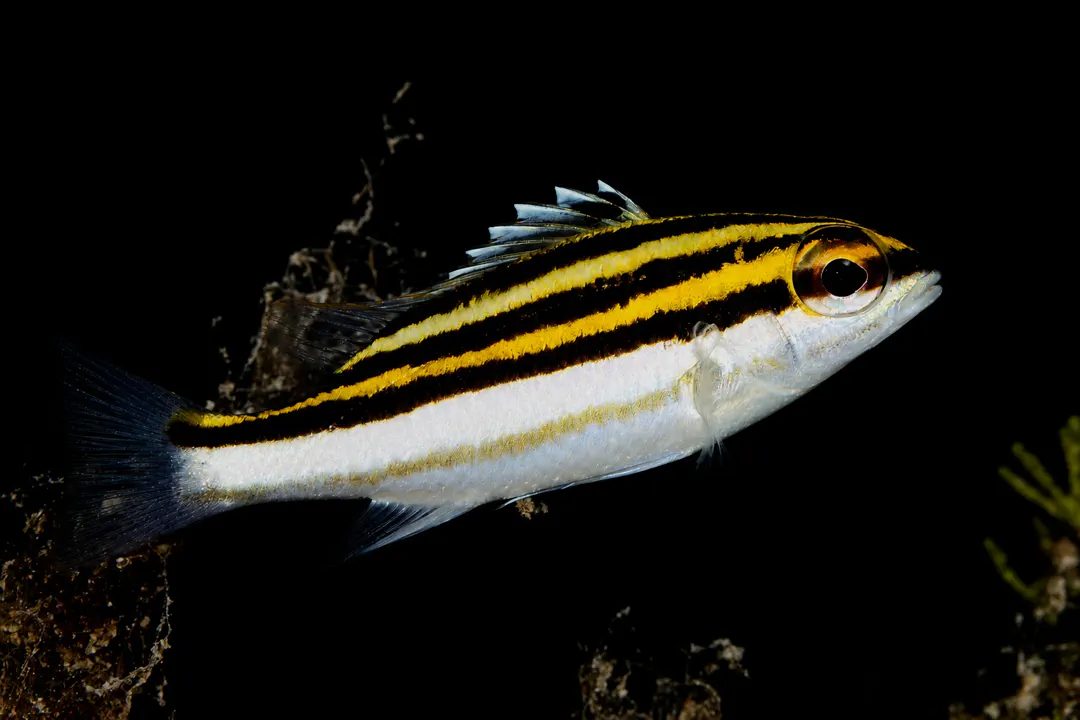 Lined Monocle Bream (juvenile)