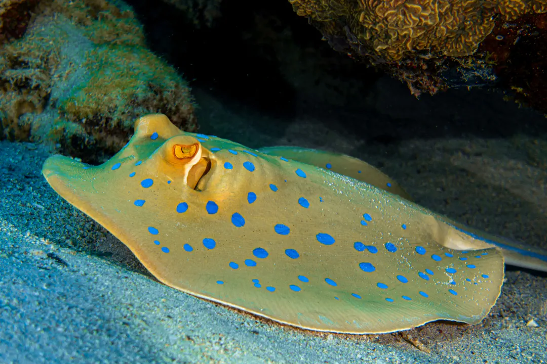 Bluespotted Fantail Ray