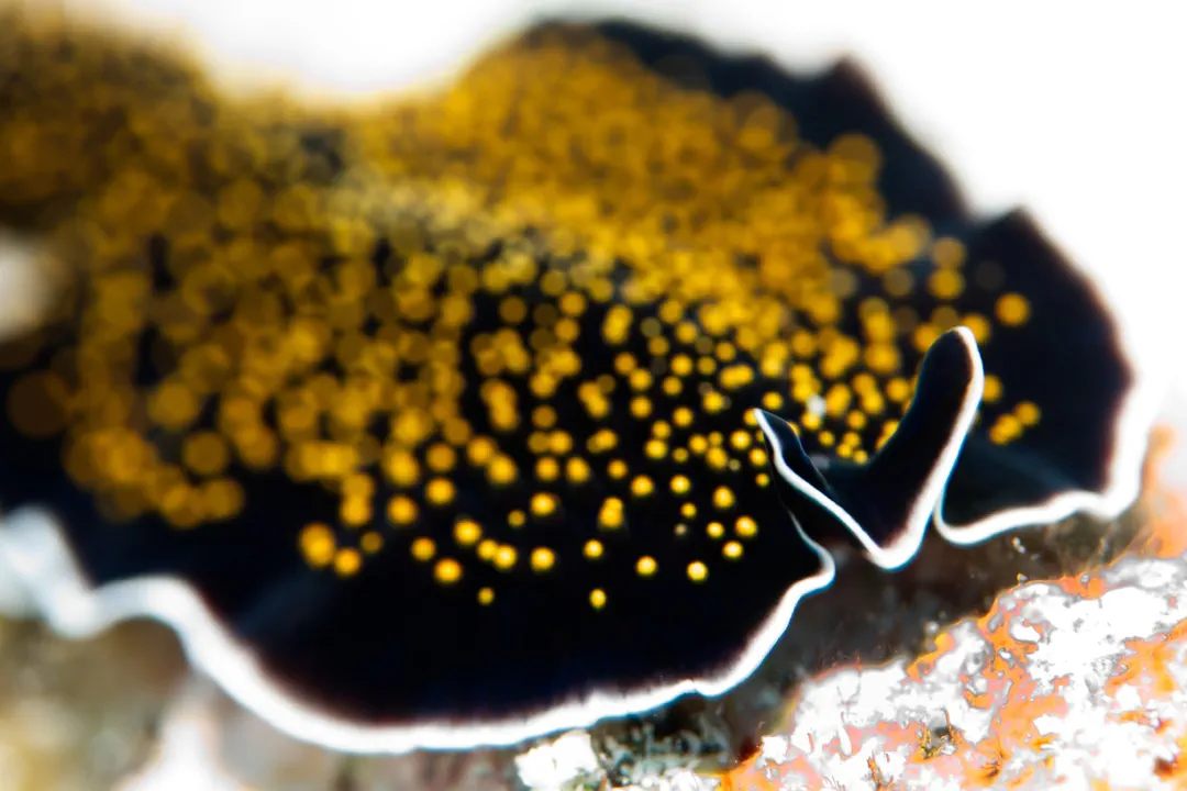 Gold-dotted Flatworm (Thysanozoon nigropapillosum)