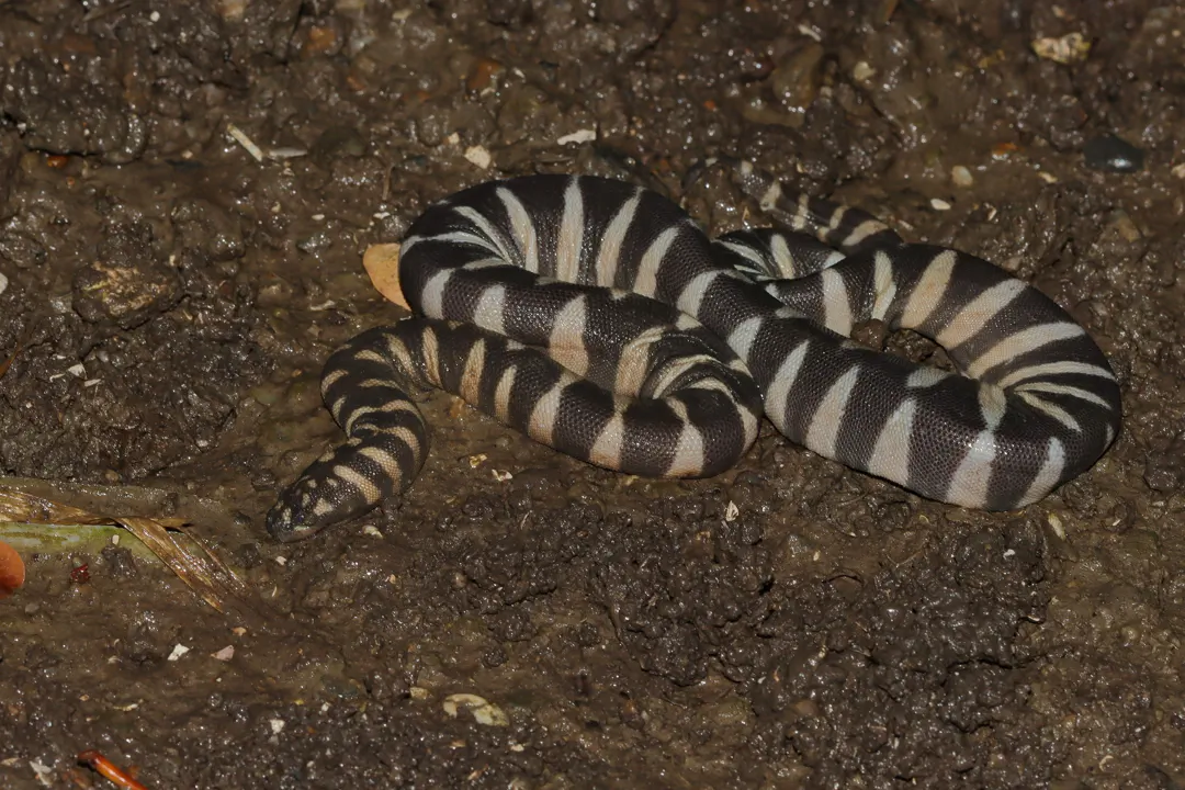 Little Wartsnake