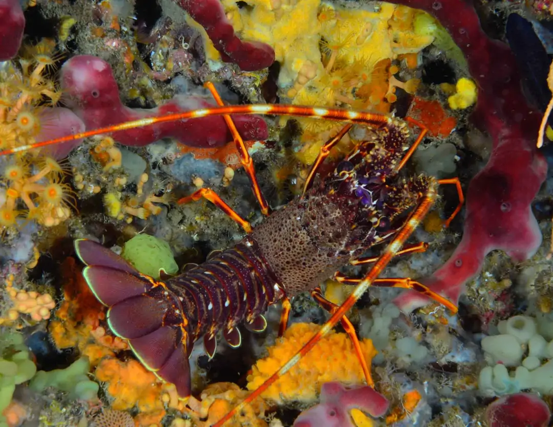 Seabook: European Spiny Lobster