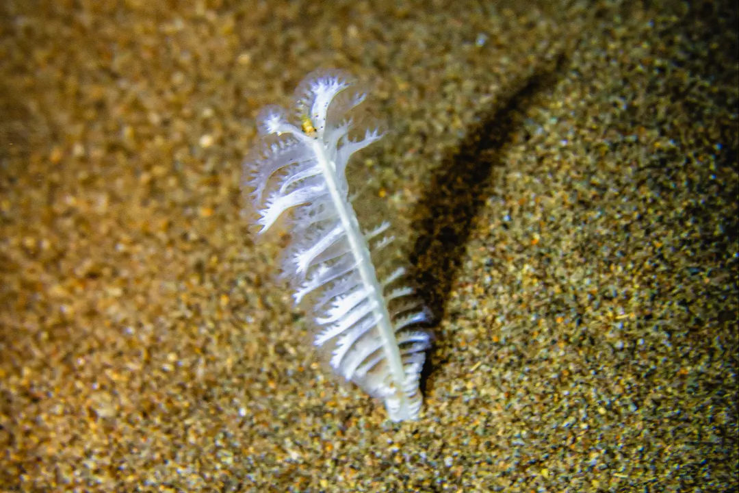 Pteroeides sp