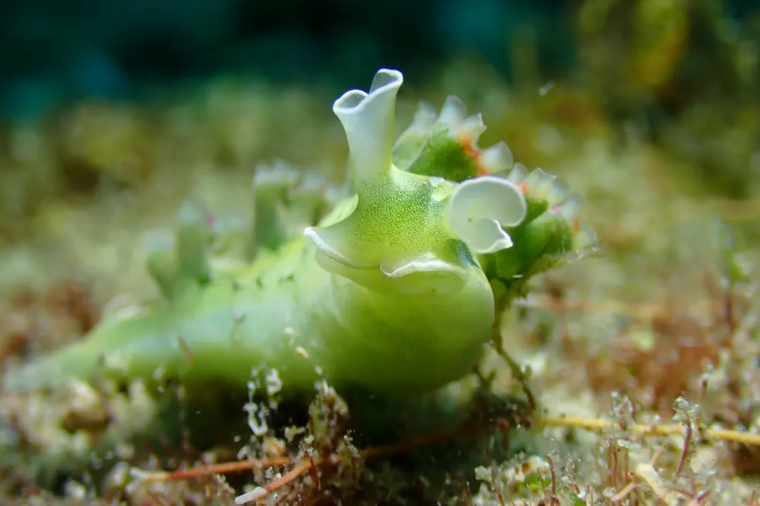 Lettuce Sea Slug