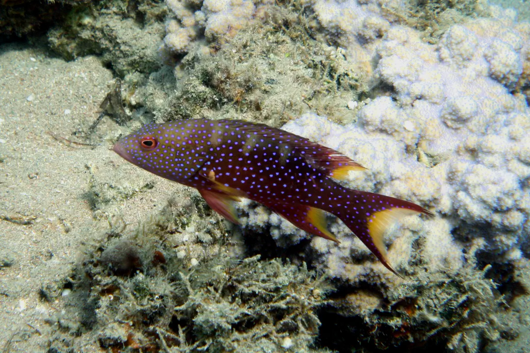 Coronation Trout (Variola louti)