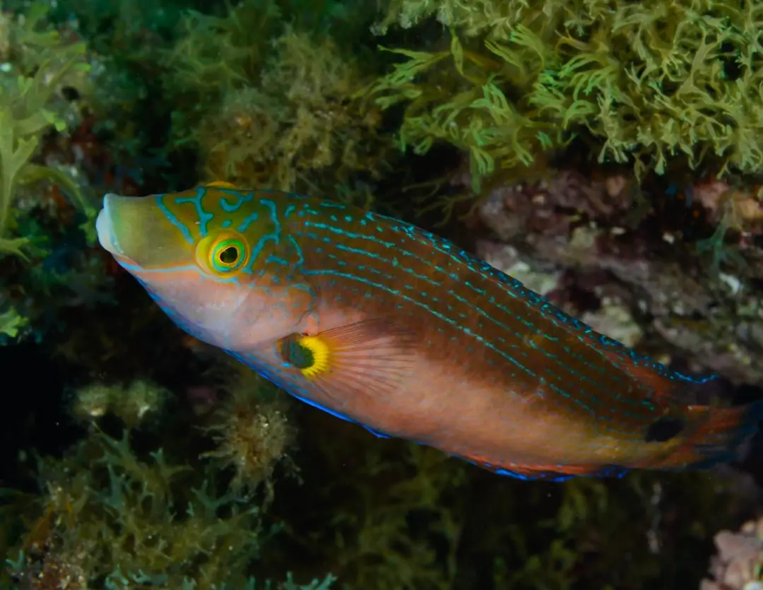 Seabook: Corkwing Wrasse (male)