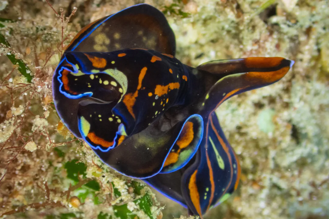 Blue-margin Headshield Slug