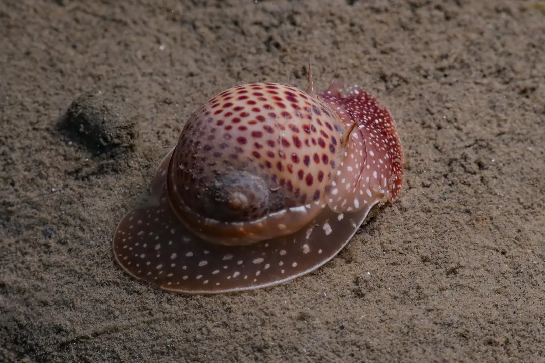 Fly-specked Moon Snail