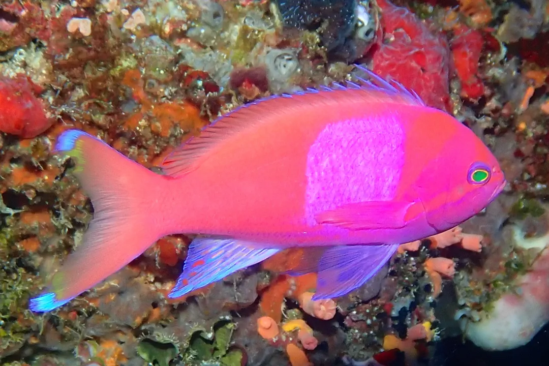 Squarespot Anthias (male) (Pseudanthias pleurotaenia)