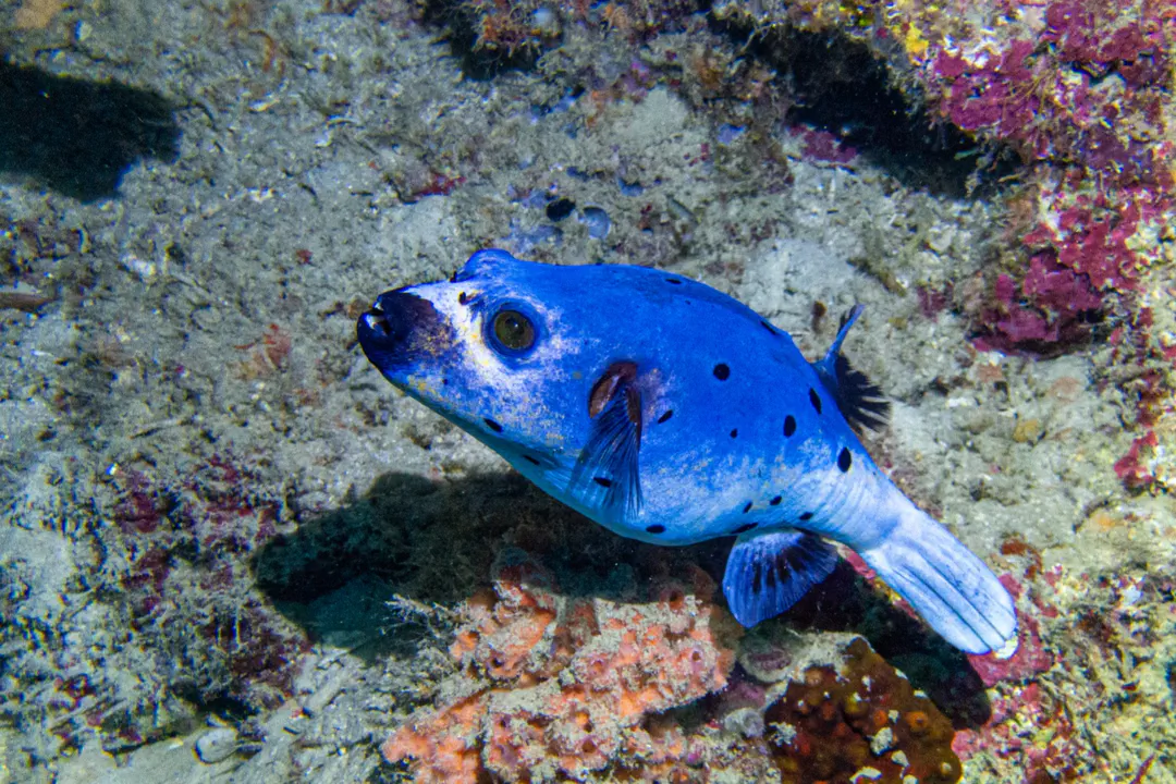 Blackspotted Puffer (blue)