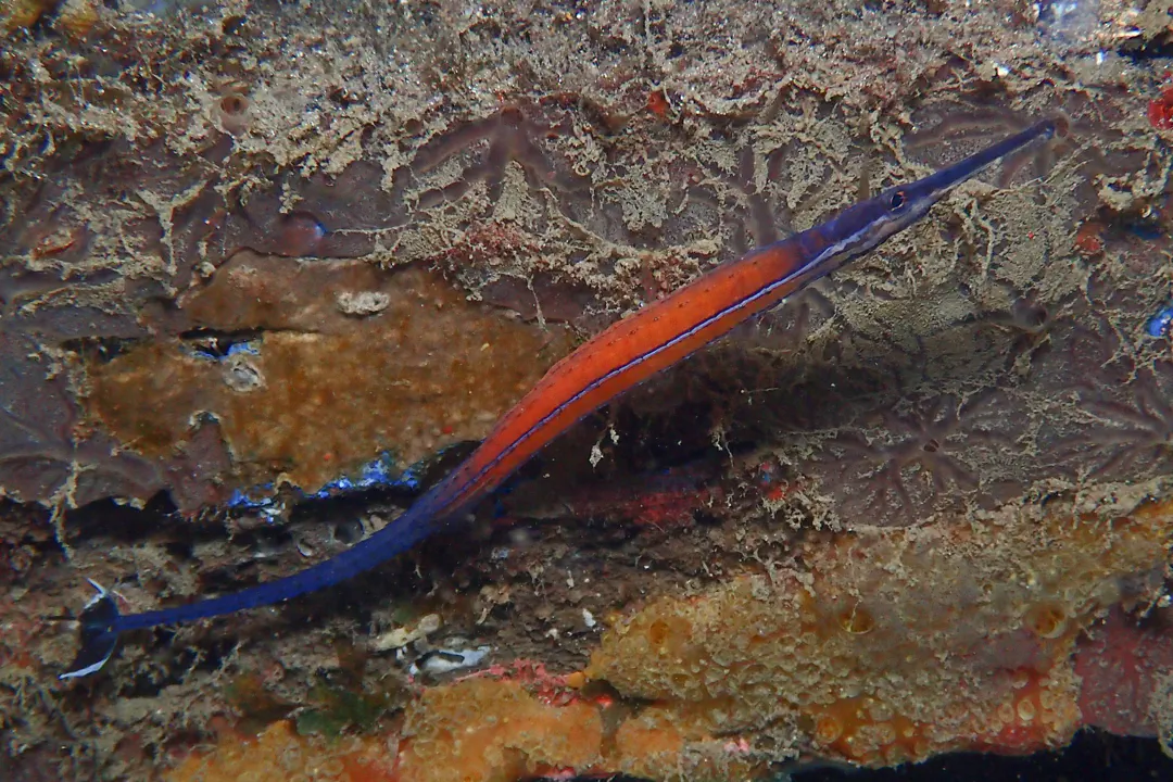 Cleaner Pipefish (Doryrhamphus janssi)
