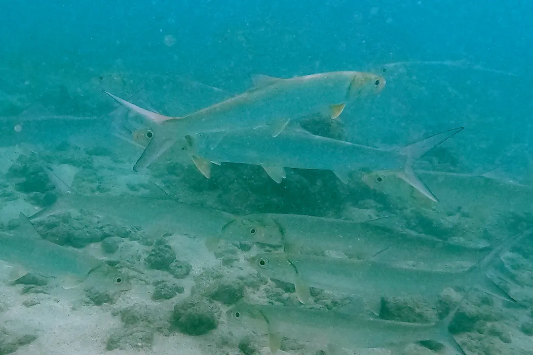 Giant Hawaiian Herring (Elops hawaiensis)