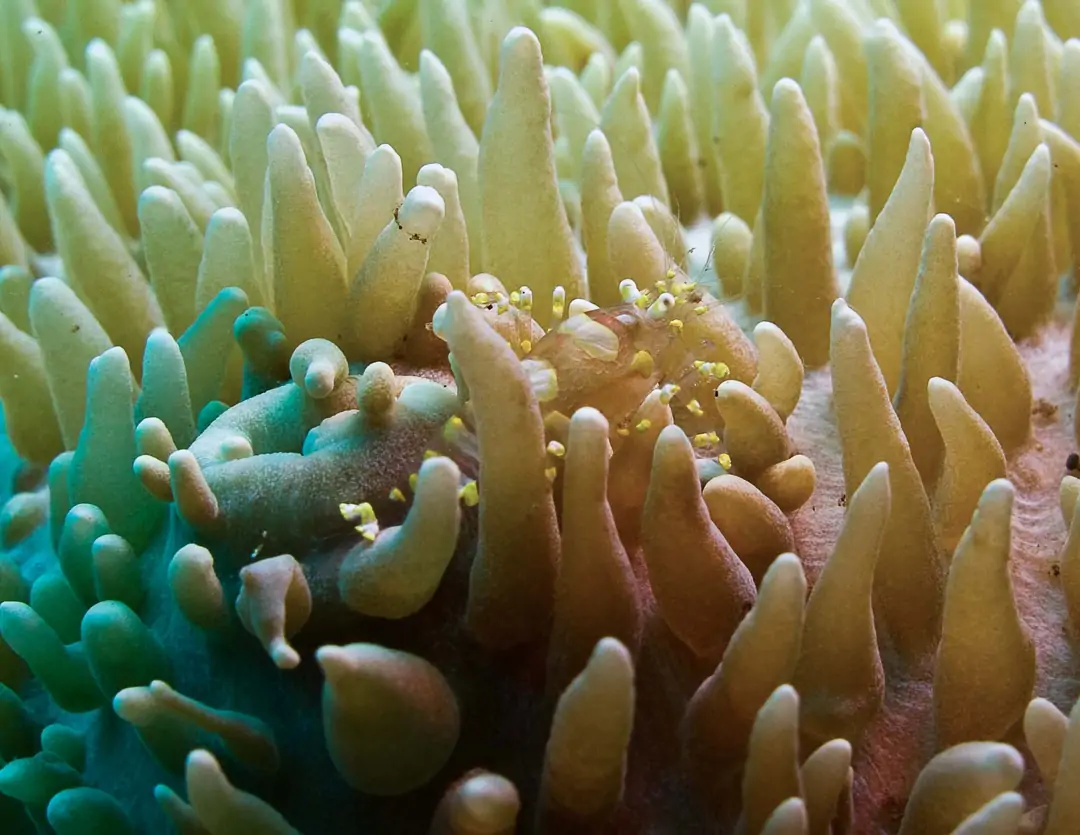 Seabook: Disc Anemone Shrimp