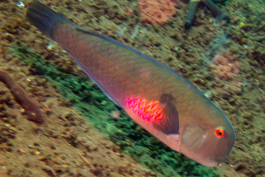 Fivefinger Razorfish