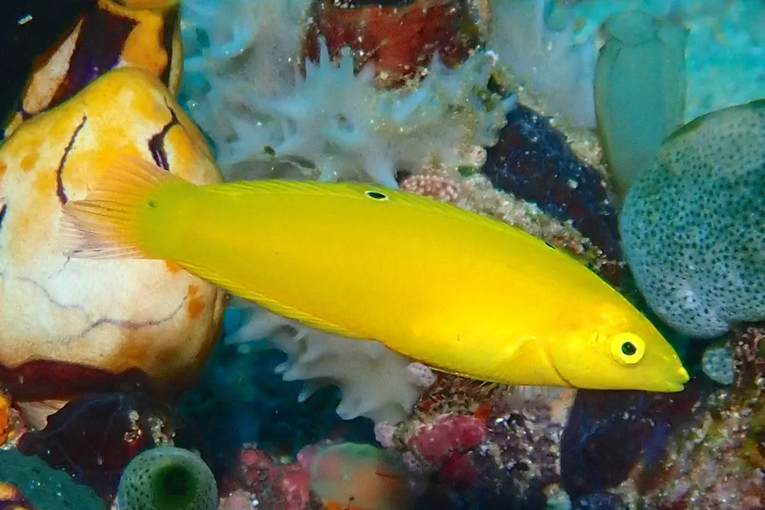 Canary Wrasse (Halichoeres chrysus)