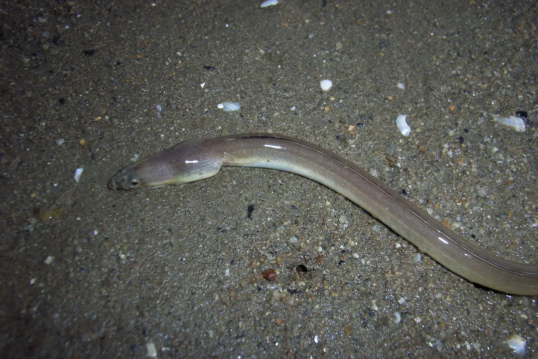 Longfin Snake Eel (Pisodonophis cancrivorus)