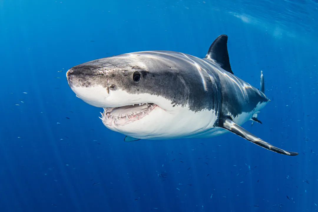 Great White Shark (Carcharodon carcharias)
