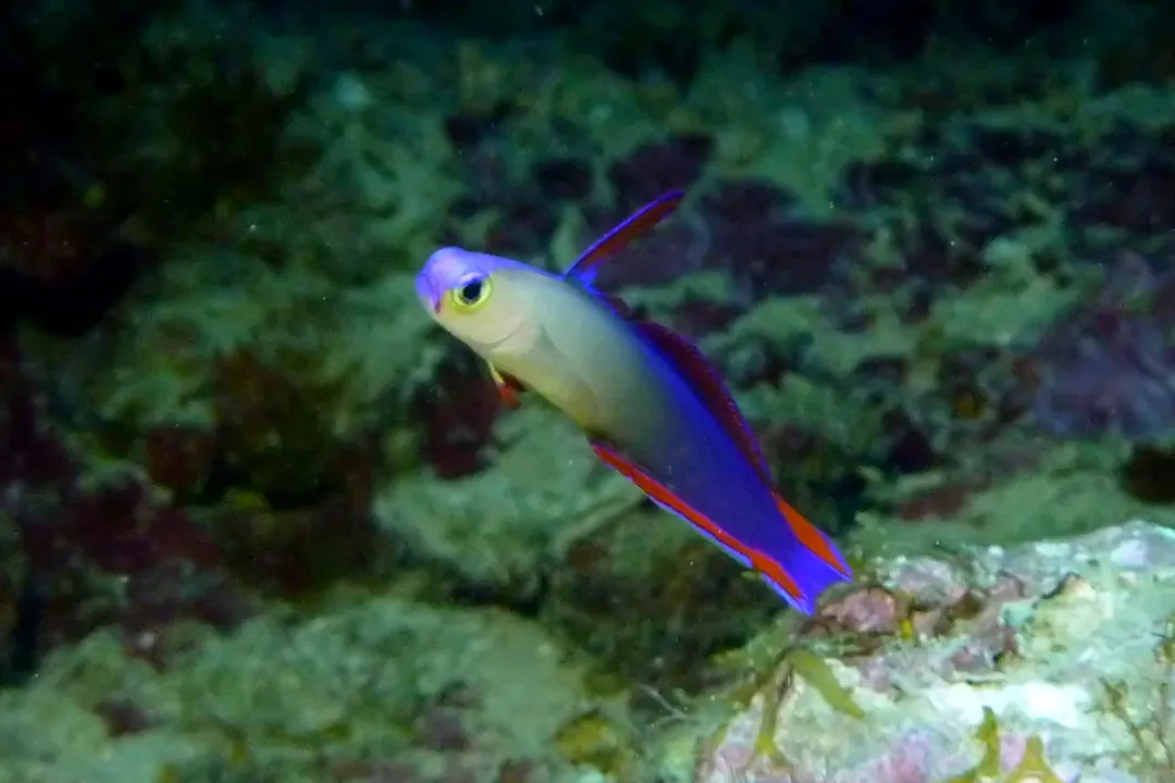 Elegant Firefish