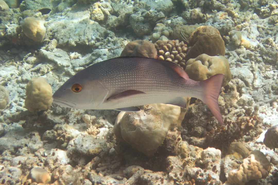 Two-spot Red Snapper (Lutjanus bohar)