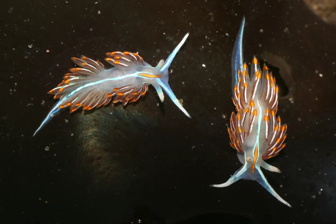 Thick-horned Nudibranch (Hermissenda crassicornis)