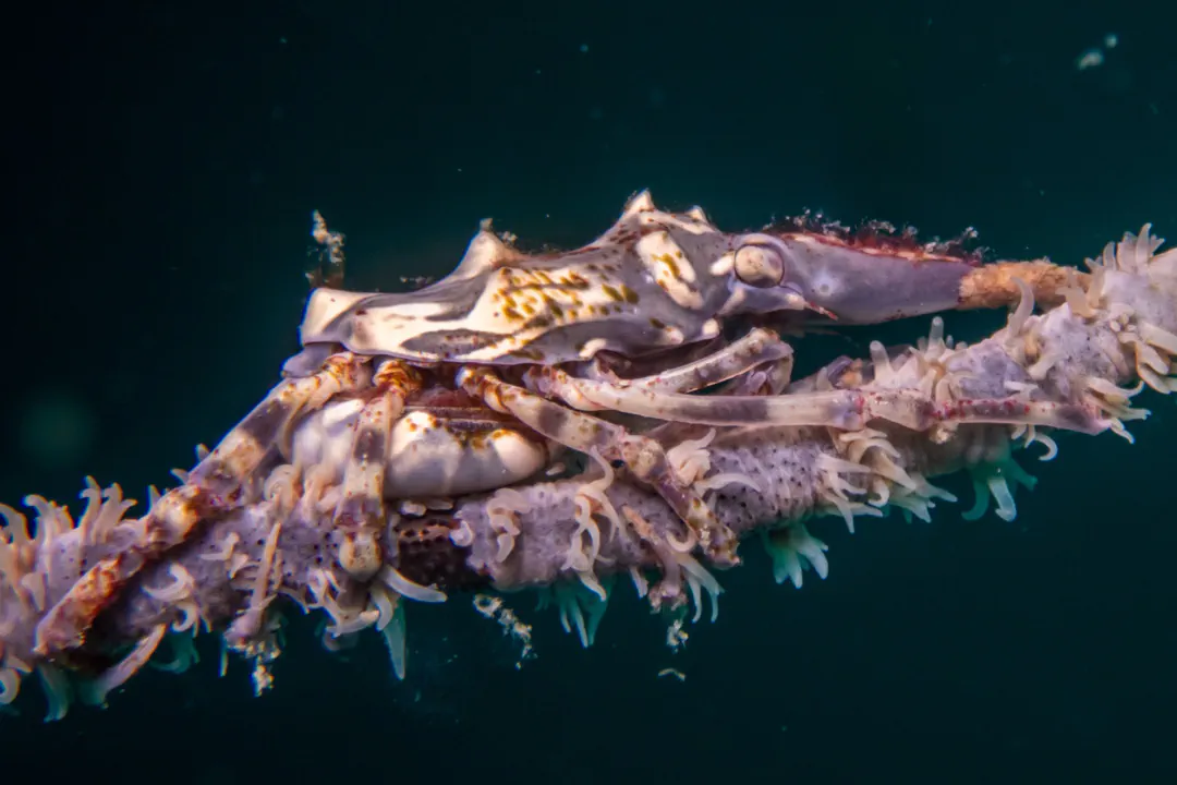 Wire Coral Crab (Xenocarcinus tuberculatus)