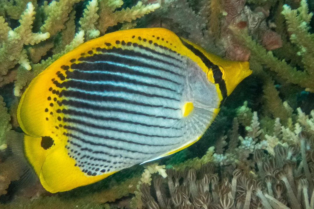 Spot-tail Butterflyfish (Chaetodon ocellicaudus)