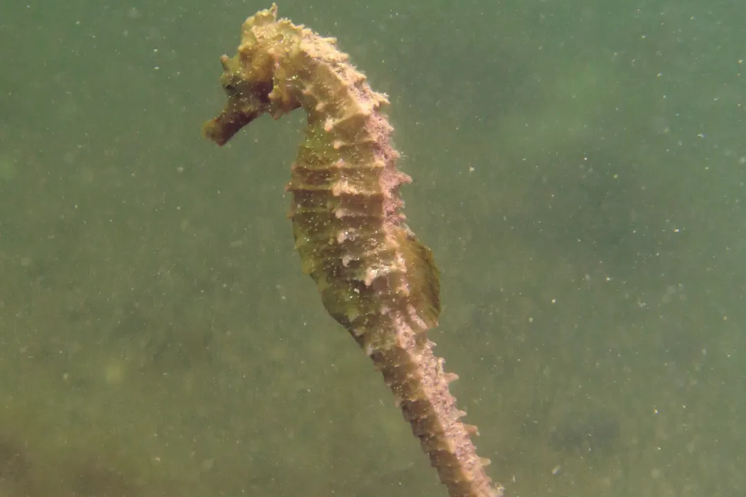 Long-Snouted Seahorse (pale)
