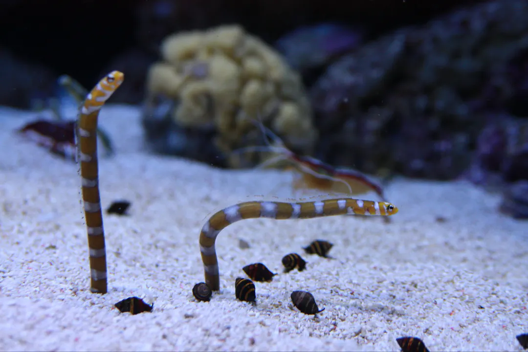 Splendid Garden Eel