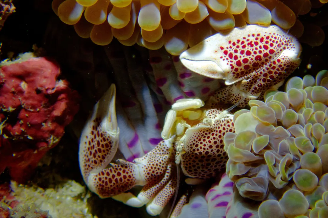 Spotted Porcelain Crab