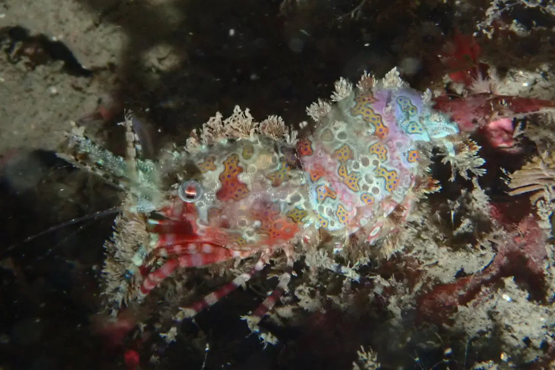 Marbled Shrimp (Saron marmoratus)