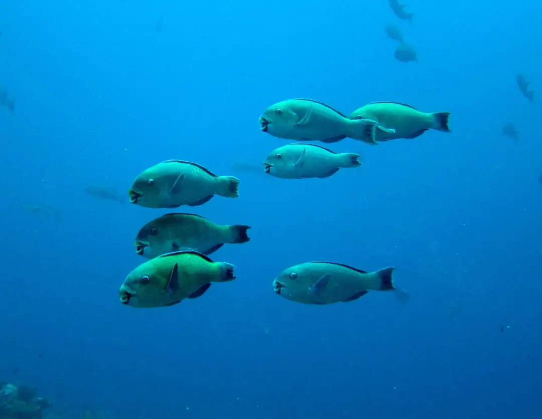 Seabook: Captain Parrotfish