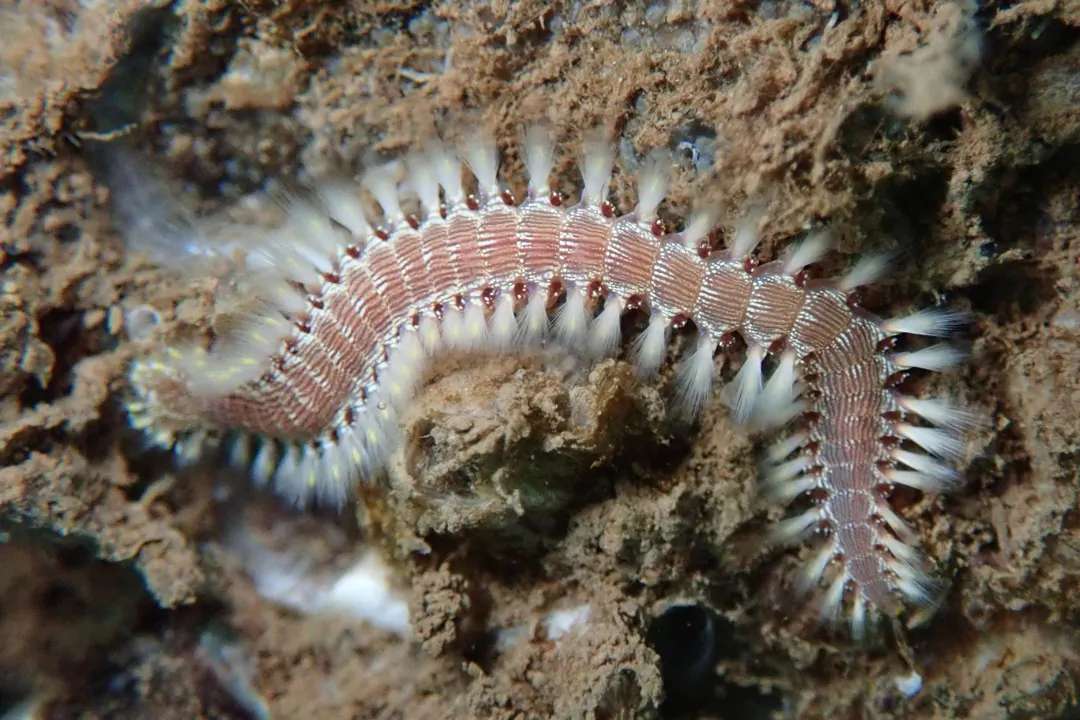 Lined Fireworm