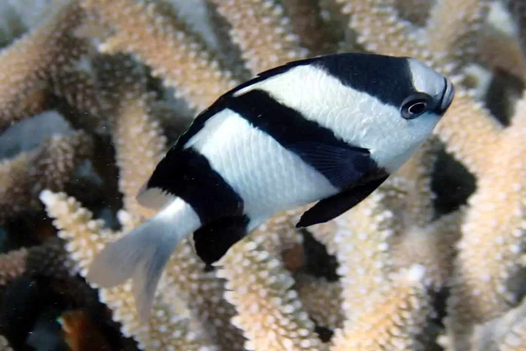Humbug Dascyllus (Dascyllus aruanus)
