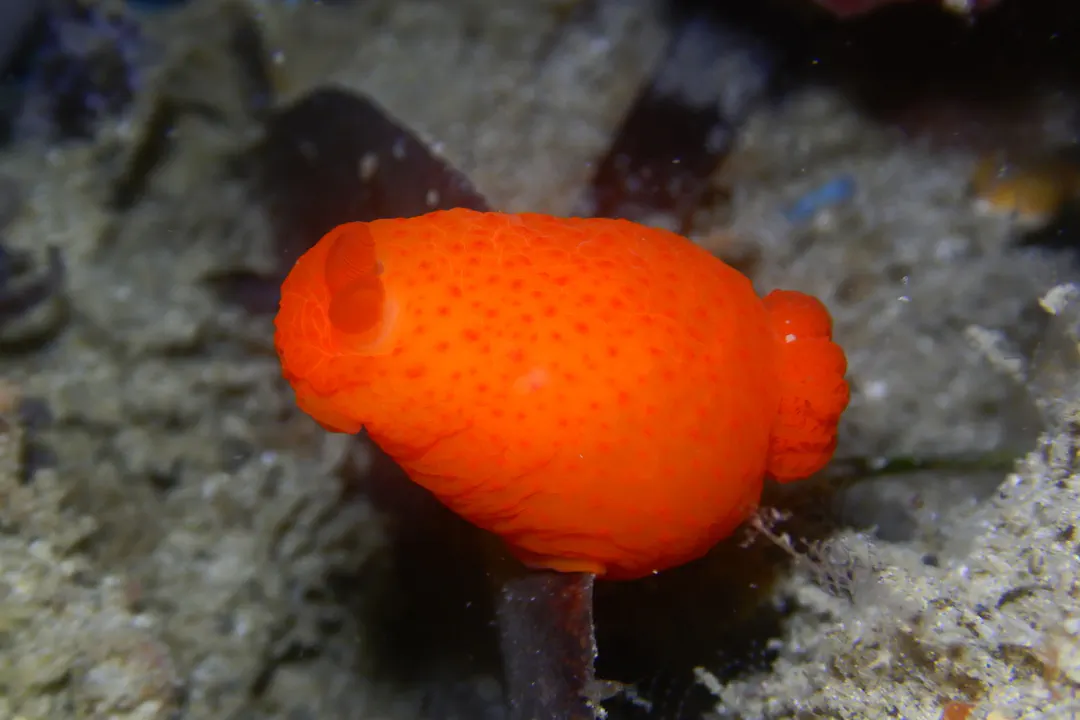 Unadorned Gymnodoris (Gymnodoris inornata)