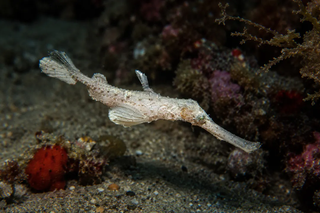 Halimeda Ghost Pipefish (white)