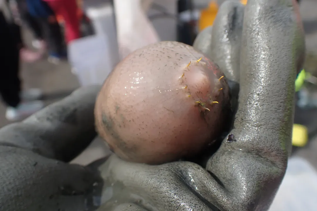 Urechis novaezealandiae