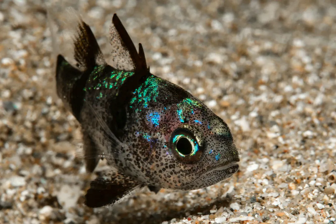 Weedy Cardinalfish (Foa fo)