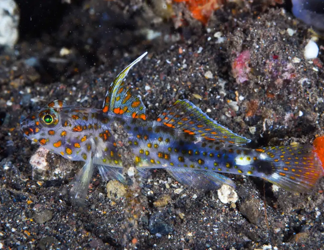 Seabook: Tangaroa Shrimpgoby