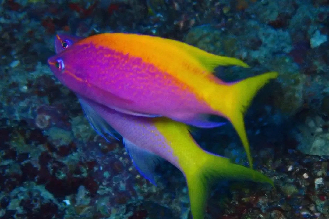 Yellowback Anthias (Pseudanthias evansi)