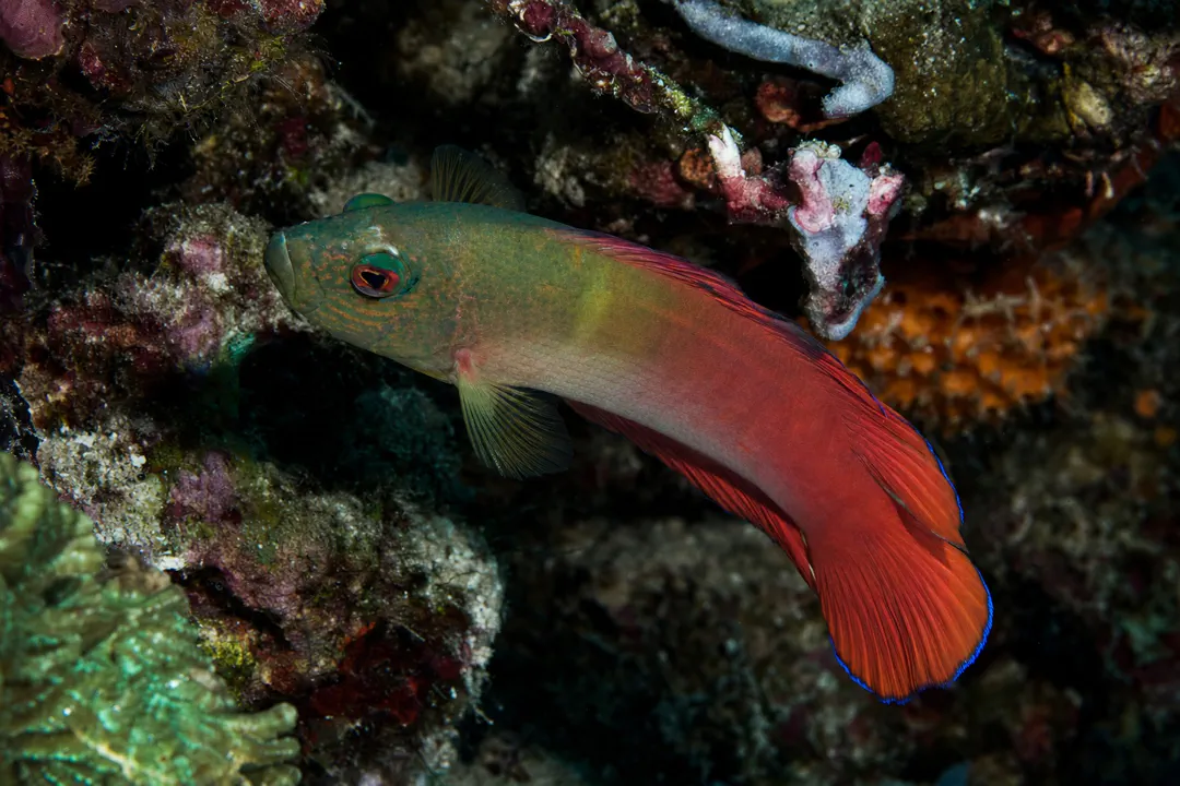 Firetail Dottyback